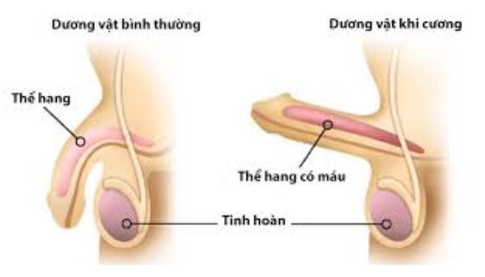 Cấu tạo dương vật